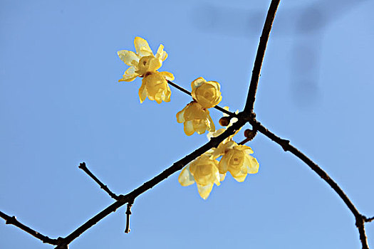 cau lo sieu chuan