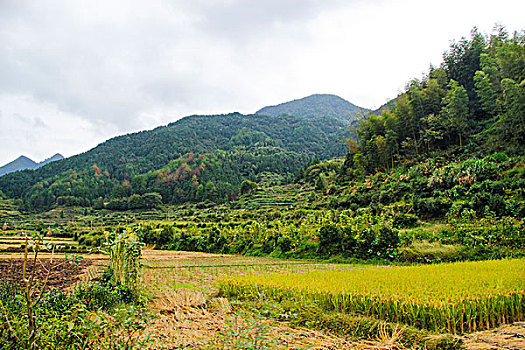 câu lô