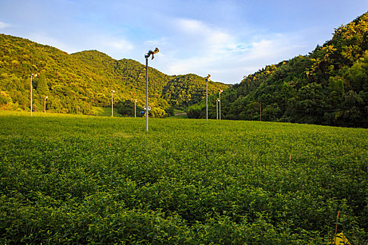 soi cau bdi