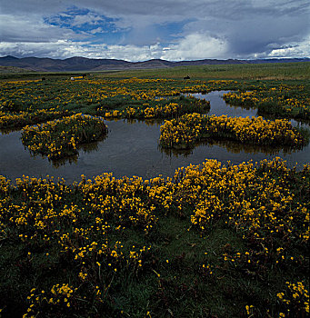 soi lo rong bach kim