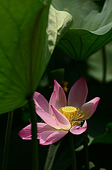 binh luan xsmn